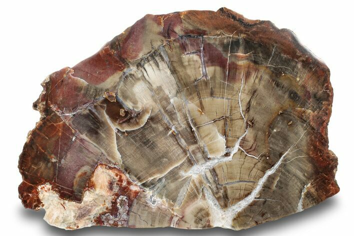 Polished, Petrified Wood (Araucarioxylon) - Arizona #244086